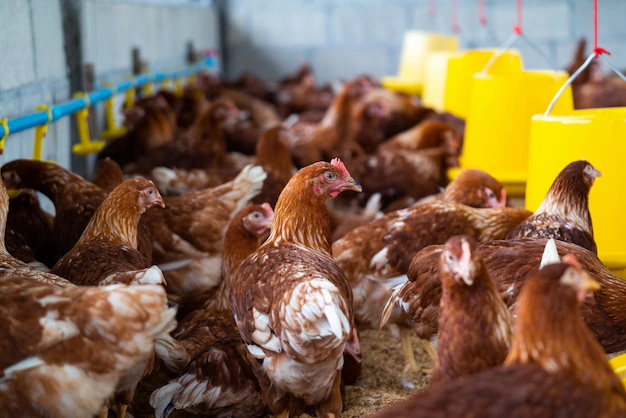 Services poulets bruns ferme 335224 1154
